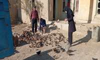 بازدید از دامداری پرورش مرغ بومی در روستای حصه‌گاه شهرستان مانه 